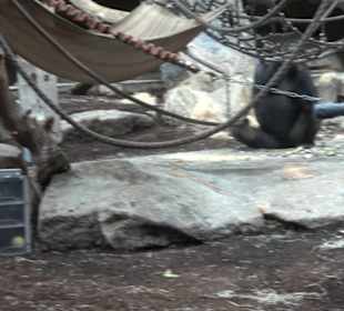 Tierpark Hellabrunn - Welt der Affen