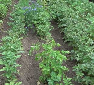 ALB-GOLD Naturgarten