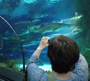 Spaziergang durch den gläsernen Tunnel
