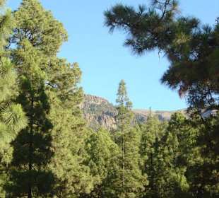 Wald auf der Höhe von 1000m
