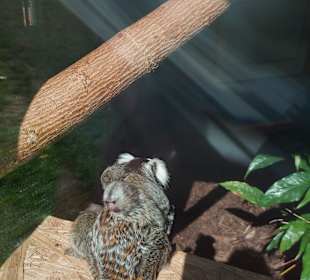 Wildpark Osterzgebirge