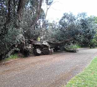 Palheiro Gardens