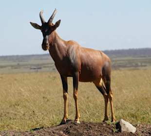 Mimo wszystko nie jestem ze spiżu