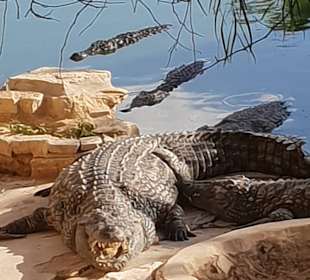 Krokodilfarm Animalia