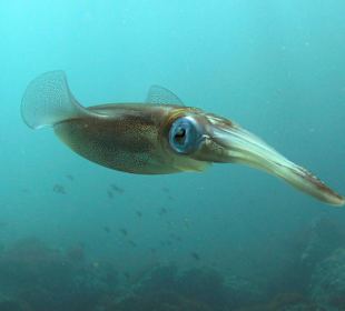 Schnorcheln Hurghada