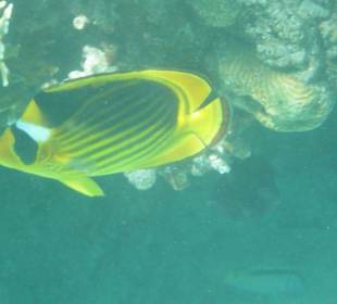 Tabakfalterfisch am Hausriff