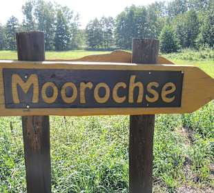 Hinweisschild Moorochse