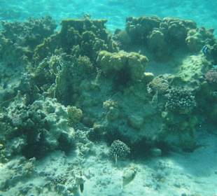 Schöner Korallenblock beim Schnorcheln