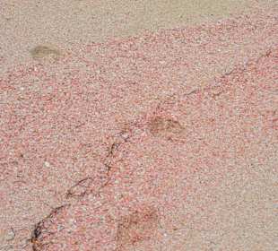 Pink Sand Strand Barbuda