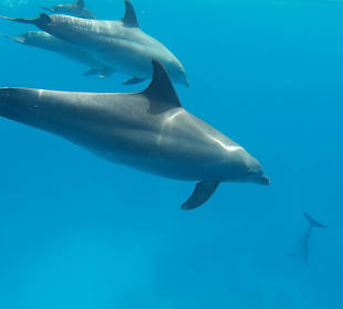 Delfin Tour 2015 Joseph & Marlen