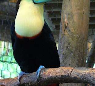 Fischer-Tukan