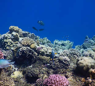 Schnorcheln Marsa Alam