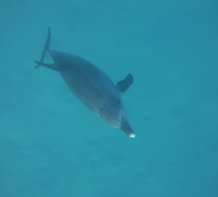 Delfin Tour Marsa Alam