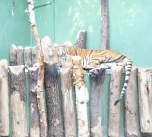 Schöner Zoo in Prag