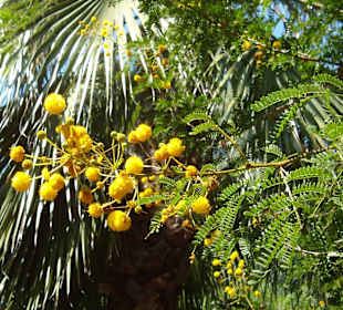 Obstplantage