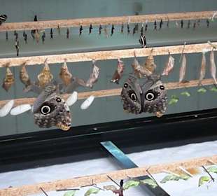 Puppen bzw. Schmetterlinge beim Schlupf