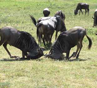 Walczące antylopy gnu