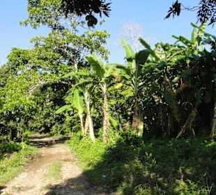 Dschungel Trekking Tour