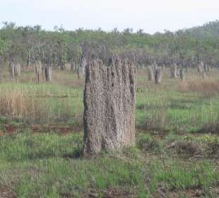 Gräberfeld aus Termitenbauten