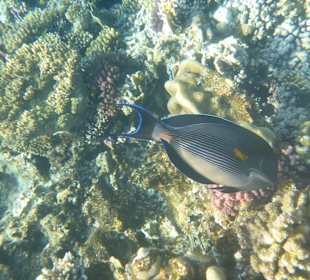 Schnorcheln Makadi Bay 