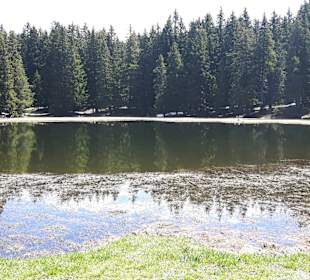 Schwarze Lacke, ein kleiner, von Schilf umgebener Waldsee