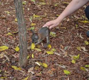 Feather Dale Wildlife Park