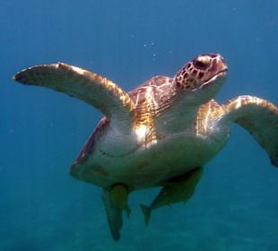 Pływanie z żółwiami! 