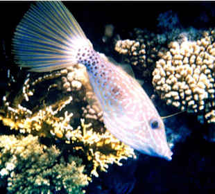 Besenschwanzlippfisch