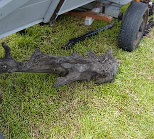 Ein Stück Moor-Eiche !