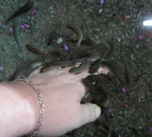 Auch Hände sind beliebt 