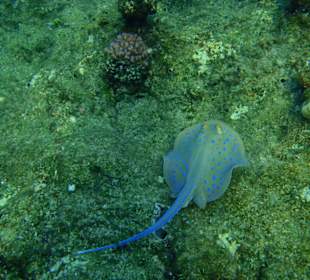 Hausriff Hotel Tulip Resort