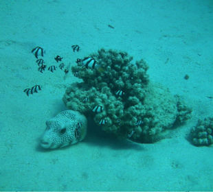 Koffer, gut abgestellt 