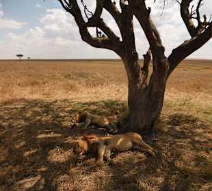 Serengeti Nationalpark 
