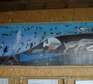 Tafel der Wasservögel