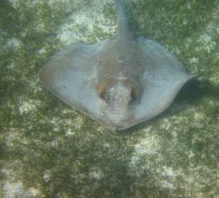 Rochen auf der Südseite