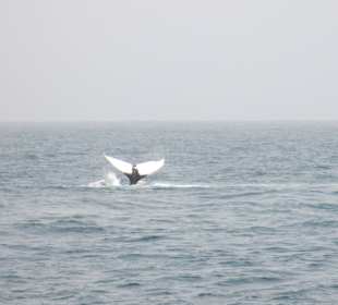 Whale watch