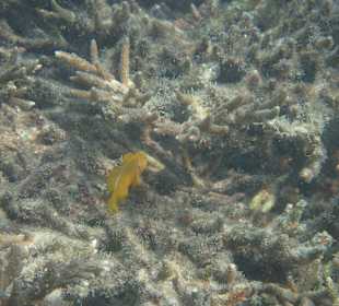 Unterwasserwelt Musandam