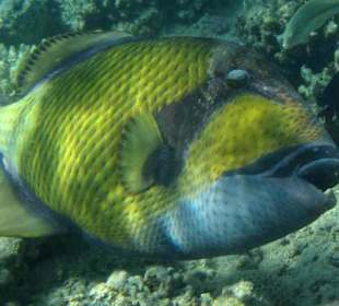 Grüner Riesendrücker