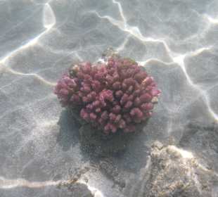 Коралл и солнце