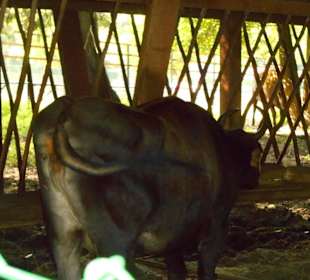 Białowieski Park Narodowy