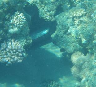 Leopardenmuräne am Hotel Ghazala Beach/Village