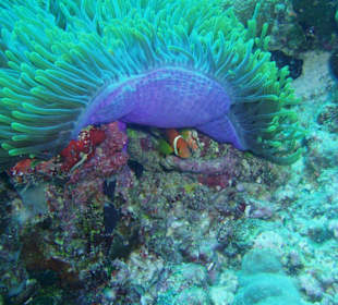 Kuck mal wer da spricht