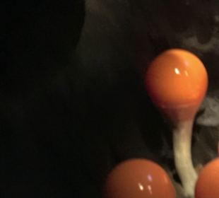 Naturparkzentrum Ruhestein