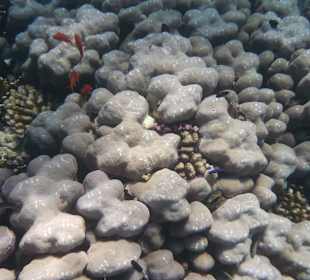 Korallengarten Gorgonia Beach