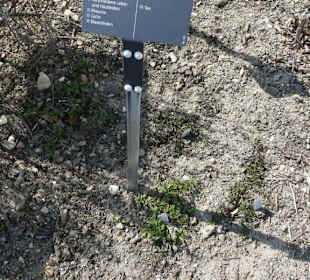 Erläuterungen der Kräuter