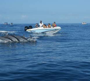 Delfintour sehr zu empfehlen