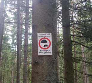 Schade