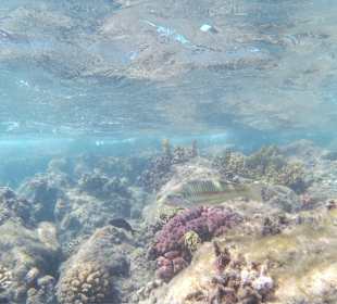 Schnorcheln Hurghada