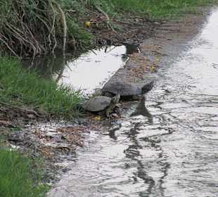 Schildkrötenpaar am Seeufer
