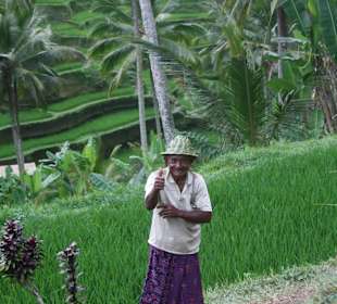 Reisanbau